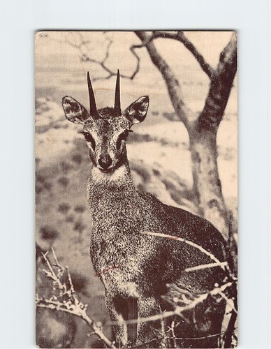 Postcard klipspringer - postcard,