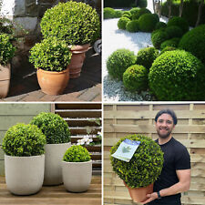 Buxus Topiary Plant Box Sempervirens Ball Evergreen Shrub Bush Garden 40cm