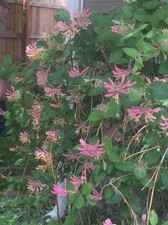 10 Fresh Unrooted Honeysuckle