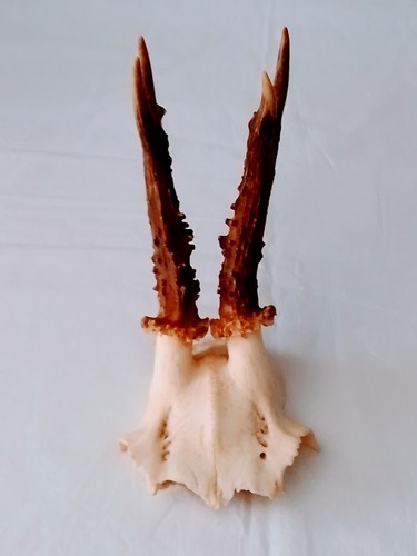 Roe deer antlers good - deer,