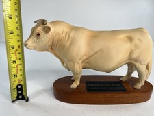 Charolais Bull A Connoisseur