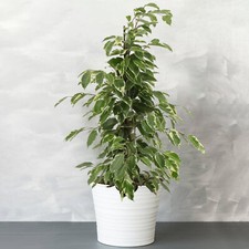 1 x Potted Ficus Golden King | Best Indoor Plants for Sale (30-40cm with Pot)