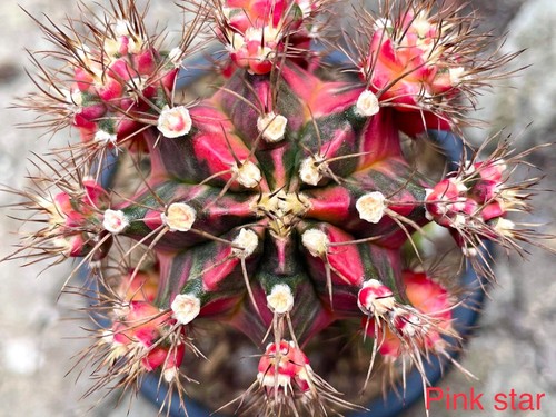 Pink star gymnocalycium - x, star'