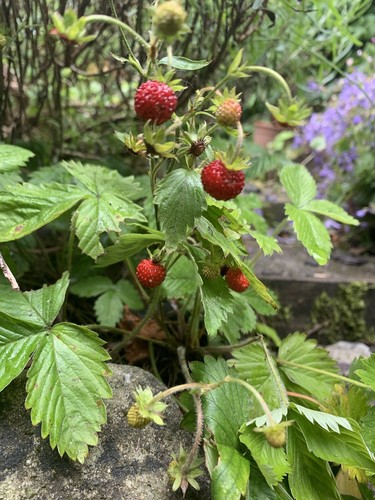 Wild strawberry plants - wild,