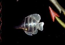 Ethnic Fish Brooch Sterling