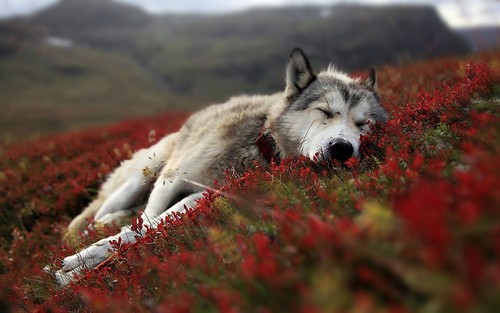 Beautiful wolf pup sleeping - wolf,