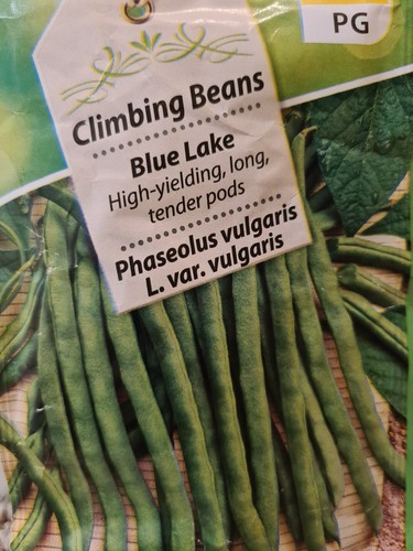 Climbing french bean blue - climbing,