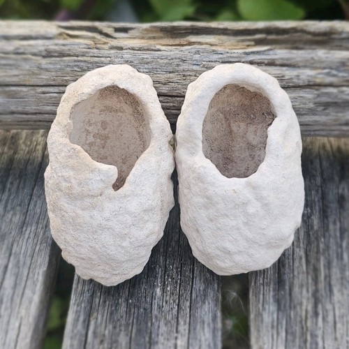 Fossilised weevil clogs - fossilised,