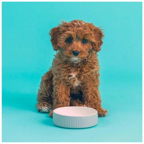 Mason cash ceramic - ceramic, dog