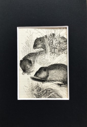 Field mice tiny 1840s - field,