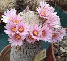 Mammillaria Pectinifera, 20