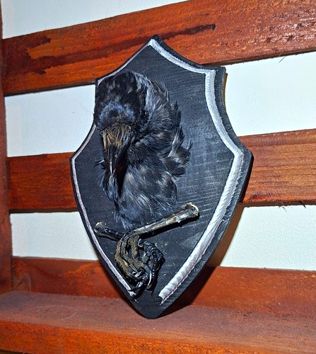 Crow head talons - crow, taxidermy