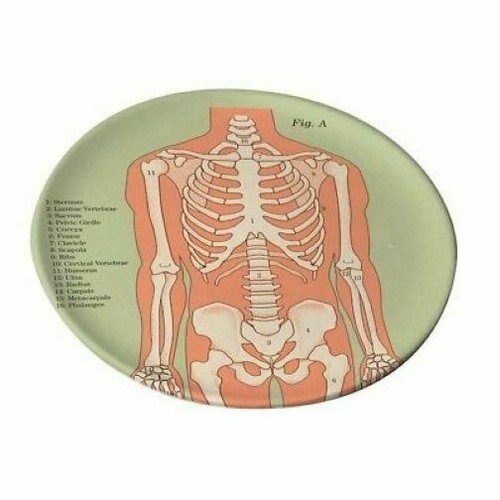 Anatomical skeleton serving - anatomical,