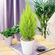 Cupressus Wilma Goldcrest Evergreen Outdoor Garden Patio Tree Plant in Pot