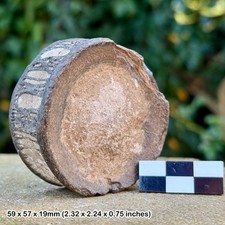 Rare shark vertebra fossil –