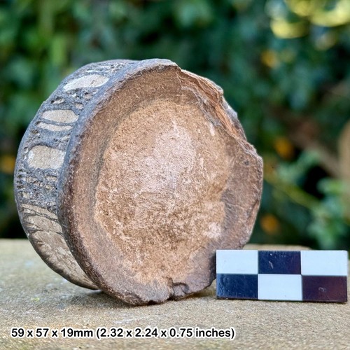 Rare shark vertebra - fossil, –