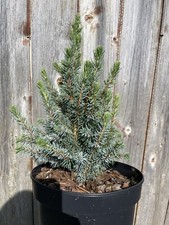 Alberta spruce 'Sander's Blue'
