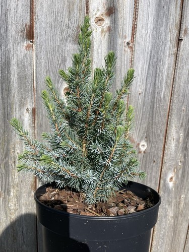Alberta spruce sander - 'sander's, blue'