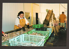 LE VIVIER (35) "LA VIVARAISE", OYSTER TRIAGE