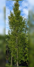 Carpinus betulus 'Fastigiata'