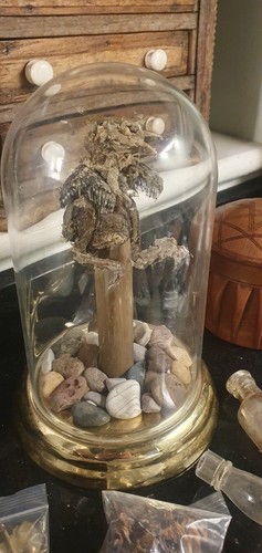 Mummified bird dome - mummified,