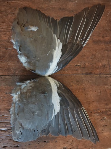 Common wood pigeon wings - common,
