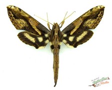 Xylophanes Ceratomioides Hawk