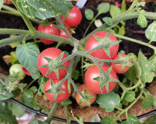 Whippersnapper tomato seeds - , x