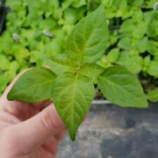 Superhot/Hot Chilli Plug