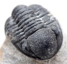 TRILOBITE PHACOPS Fossil Sea