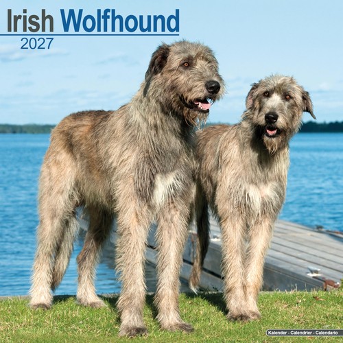 Irish wolfhound 2027 calendar - irish,