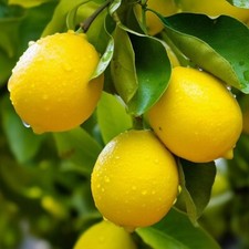 Lemon Tree, Citrus limon Plug Plant