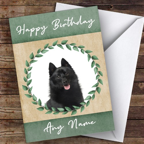 Schipperke dog green animal - schipperke,