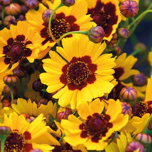 Coreopsis tinctoria semi-tall