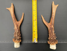 2 (1 pair) Scottish Roe deer