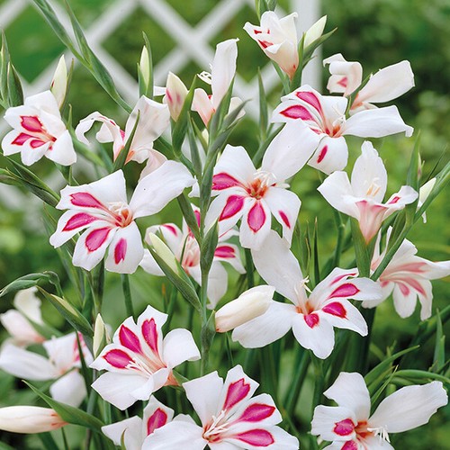 Gladioli nanus white prins - white,
