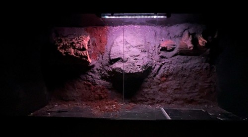 Custom hand made vivarium - hand,