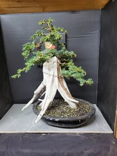 )Tanuki Needle Juniper Bonsai