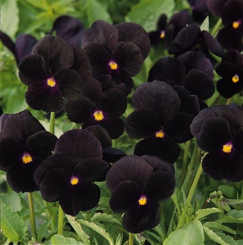 200 viola seeds - sorbet, black