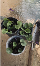 3x Violet Plants, Viola