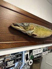 Vintage Taxidermy Pike