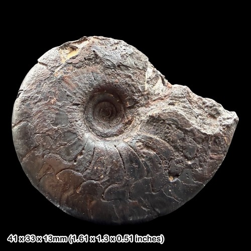 Gonioclymenia goniatite fossil - gonioclymenia,