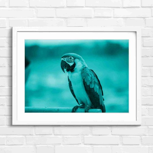 Blue and gold macaw - gold, bird