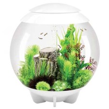BiOrb HALO 60 Aquarium Fish
