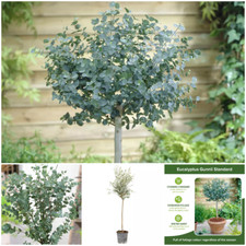 Large Eucalyptus Tree Plant