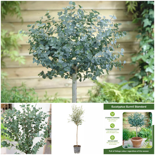 Large eucalyptus tree plant - tree,