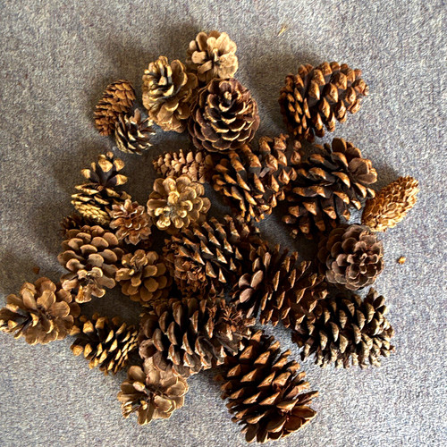 Assorted natural pine cones - pine,