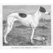 COURSING The Winner of the Australian Waterloo Cup - Antique Print 1883