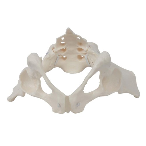 Female pelvis model life size - model,