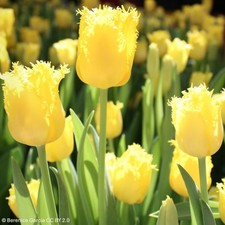 Tulip 'Maja' - PACK of 5 bulbs FREE NATIONWIDE DELIVERY